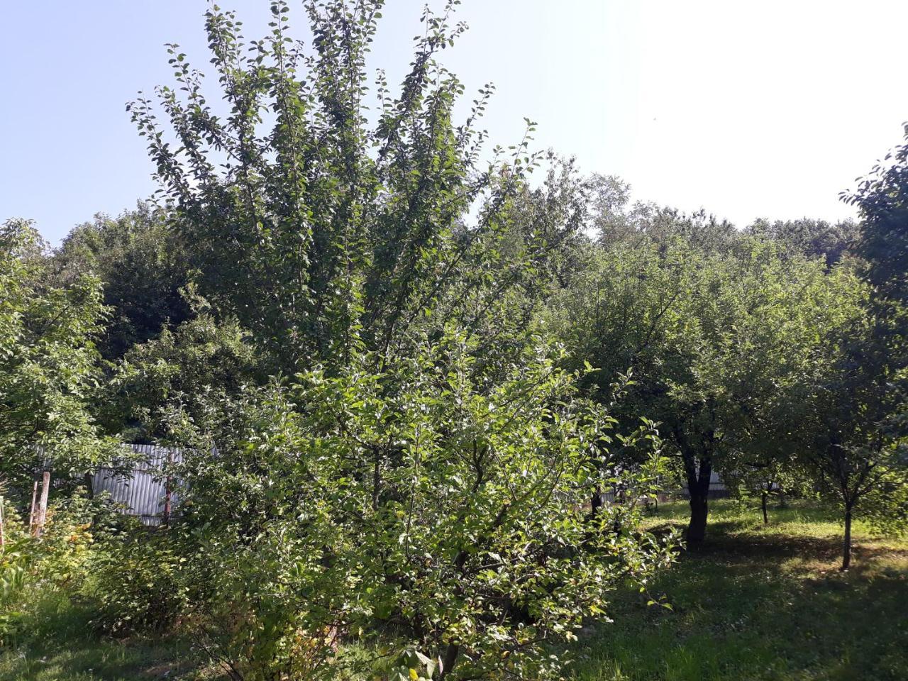 Glubokoye Котедж "Лісовий Затишок" מראה חיצוני תמונה